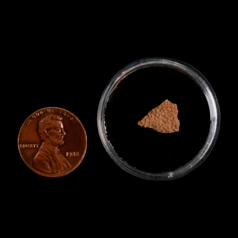 0.4" Megaloolithus Titanosaur Dinosaur Fossil Egg Shell Bouches Du Rhone France Display