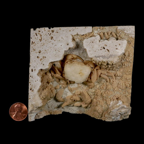 2.7" Potaman Sp Fossil Freshwater Crab In Travertine Denizli Basin Southwest Turkey