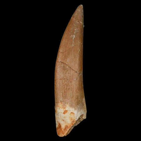 XL 2.2" Plesiosaur Zarafasaura Tooth Fossil Cretaceous Dinosaur Era COA, Stand