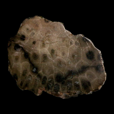 3.4" Polished Slab Petoskey Stone Hexagonaria Coral Fossil Devonian Age Michigan - Fossil Age Minerals