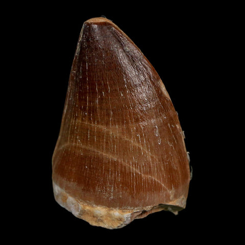 1.7" Mosasaur Prognathodon Fossil Tooth Cretaceous Dinosaur Era COA Stand