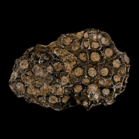 3.4" Polished Slab Petoskey Stone Hexagonaria Coral Fossil Devonian Age Michigan - Fossil Age Minerals
