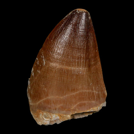 1.7" Mosasaur Prognathodon Fossil Tooth Cretaceous Dinosaur Era COA Stand