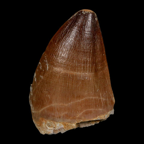 1.7" Mosasaur Prognathodon Fossil Tooth Cretaceous Dinosaur Era COA Stand