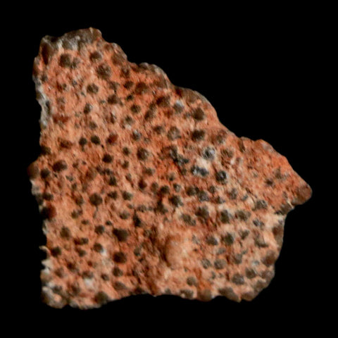 0.5" Megaloolithus Titanosaur Dinosaur Fossil Egg Shell Bouches Du Rhone France Display - Fossil Age Minerals