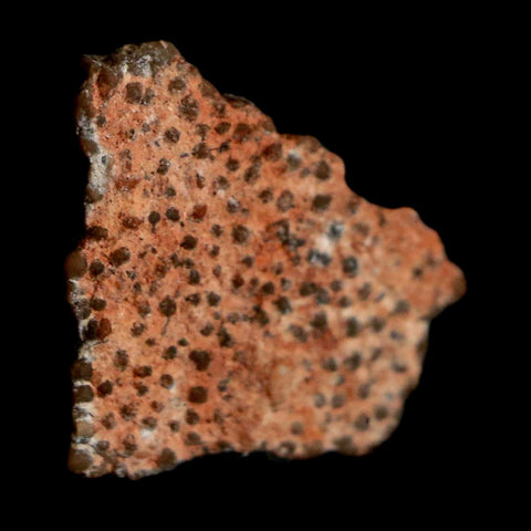 0.5" Megaloolithus Titanosaur Dinosaur Fossil Egg Shell Bouches Du Rhone France Display - Fossil Age Minerals