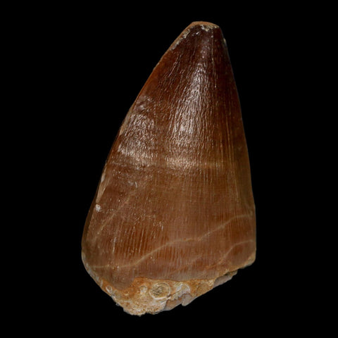 1.7" Mosasaur Prognathodon Fossil Tooth Cretaceous Dinosaur Era COA Stand