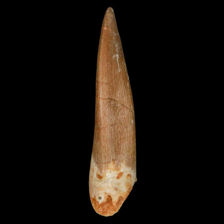 XL 2.2" Plesiosaur Zarafasaura Tooth Fossil Cretaceous Dinosaur Era COA, Stand