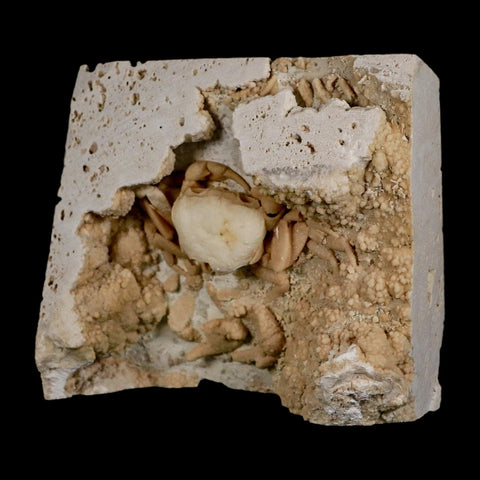 2.7" Potaman Sp Fossil Freshwater Crab In Travertine Denizli Basin Southwest Turkey