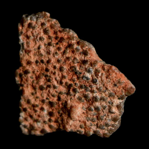 0.5" Megaloolithus Titanosaur Dinosaur Fossil Egg Shell Bouches Du Rhone France Display - Fossil Age Minerals