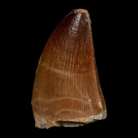 1.7" Mosasaur Prognathodon Fossil Tooth Cretaceous Dinosaur Era COA Stand