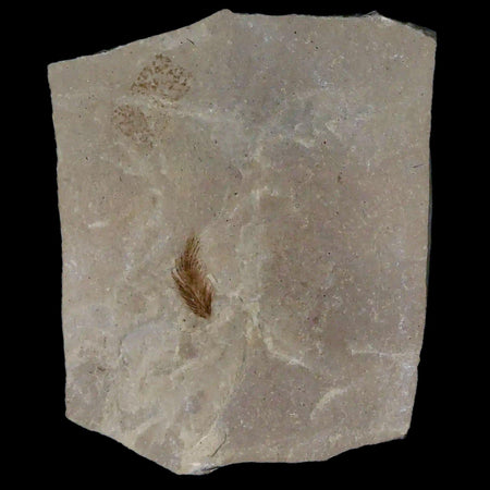 0.4 Rare Detailed Fossil Bird Feather Green River FM Uintah County UT Eocene Age