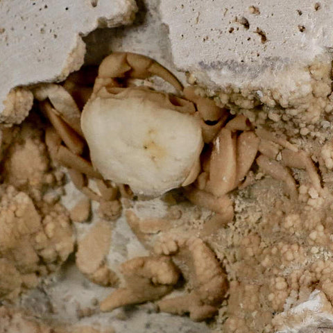 2.7" Potaman Sp Fossil Freshwater Crab In Travertine Denizli Basin Southwest Turkey