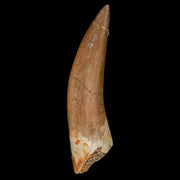 XL 2.2" Plesiosaur Zarafasaura Tooth Fossil Cretaceous Dinosaur Era COA, Stand