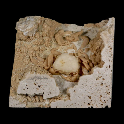 2.7" Potaman Sp Fossil Freshwater Crab In Travertine Denizli Basin Southwest Turkey