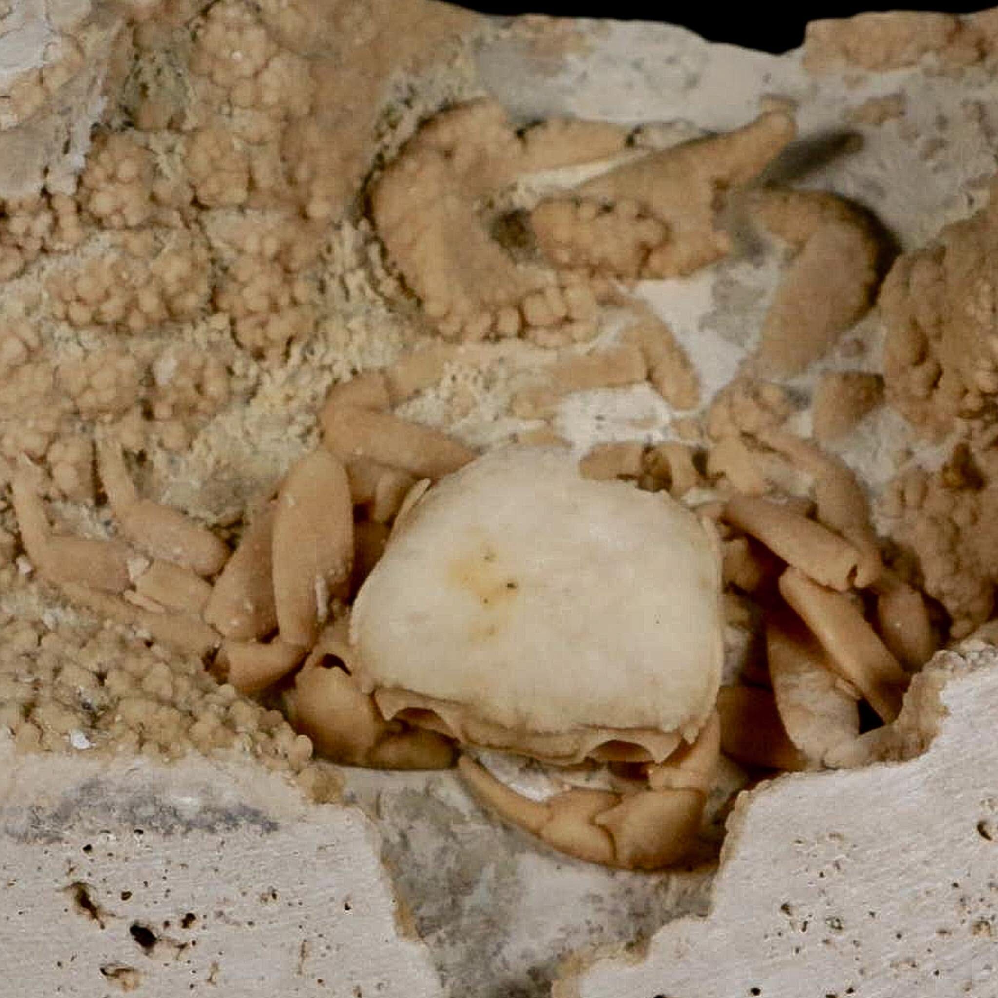 2.7" Potaman Sp Fossil Freshwater Crab In Travertine Denizli Basin Southwest Turkey - Fossil Age Minerals
