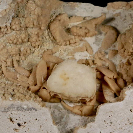 2.7" Potaman Sp Fossil Freshwater Crab In Travertine Denizli Basin Southwest Turkey