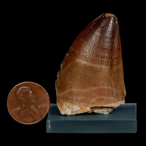 1.7" Mosasaur Prognathodon Fossil Tooth Cretaceous Dinosaur Era COA Stand
