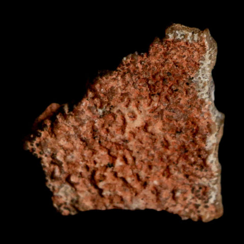 0.5" Megaloolithus Titanosaur Dinosaur Fossil Egg Shell Bouches Du Rhone France Display - Fossil Age Minerals