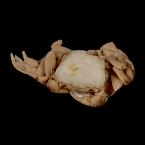 2.7" Potaman Sp Fossil Freshwater Crab In Travertine Denizli Basin Southwest Turkey