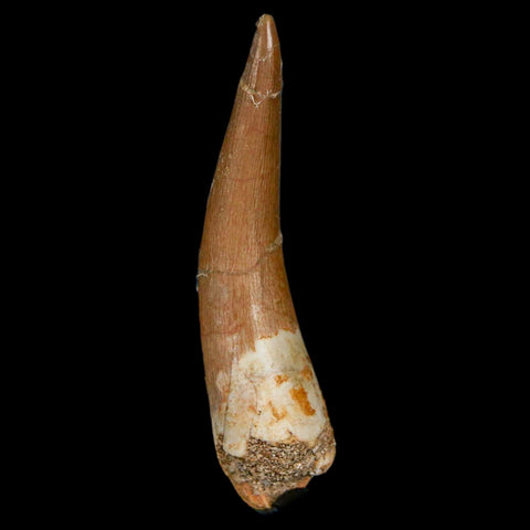XL 2.2" Plesiosaur Zarafasaura Tooth Fossil Cretaceous Dinosaur Era COA, Stand
