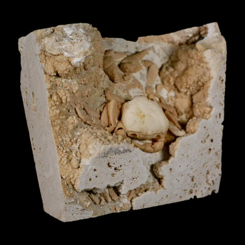 2.7" Potaman Sp Fossil Freshwater Crab In Travertine Denizli Basin Southwest Turkey