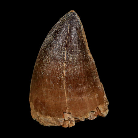 XL 2" Mosasaur Prognathodon Fossil Tooth Cretaceous Dinosaur Era COA Stand