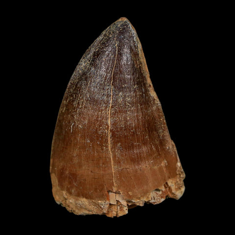 XL 2" Mosasaur Prognathodon Fossil Tooth Cretaceous Dinosaur Era COA Stand