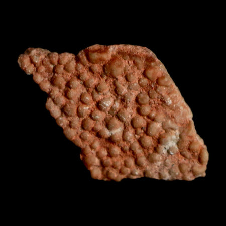 0.5" Megaloolithus Titanosaur Dinosaur Fossil Egg Shell Bouches Du Rhone France Display