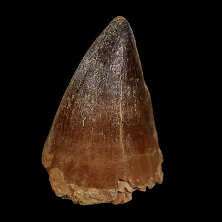 XL 2" Mosasaur Prognathodon Fossil Tooth Cretaceous Dinosaur Era COA Stand