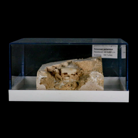 2.7" Potaman Sp Fossil Freshwater Crab In Travertine Denizli Basin Southwest Turkey