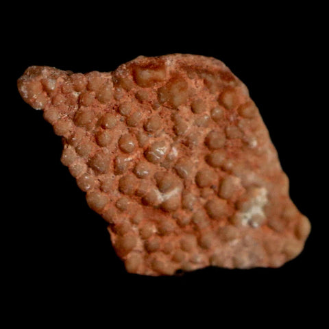 0.5" Megaloolithus Titanosaur Dinosaur Fossil Egg Shell Bouches Du Rhone France Display