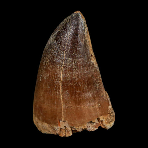 XL 2" Mosasaur Prognathodon Fossil Tooth Cretaceous Dinosaur Era COA Stand