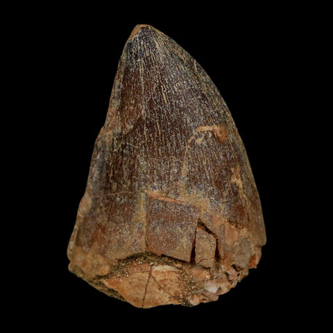 XL 2" Mosasaur Prognathodon Fossil Tooth Cretaceous Dinosaur Era COA Stand