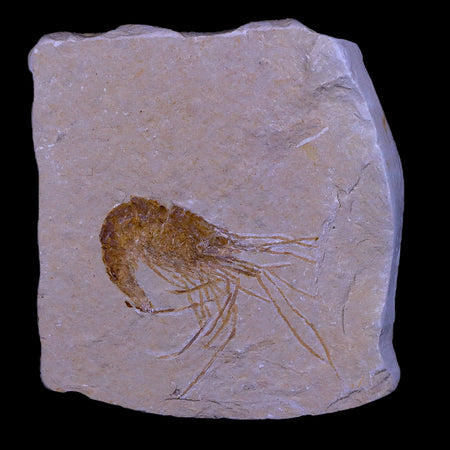 1.5" Fossil Shrimp Carpopenaeus Cretaceous Age 100 Mil Yrs Old Lebanon COA