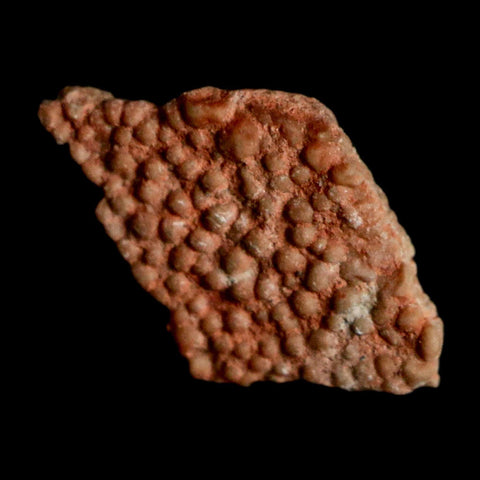 0.5" Megaloolithus Titanosaur Dinosaur Fossil Egg Shell Bouches Du Rhone France Display