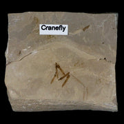 Fossil Crane Flies Mortality Plate Insect Green River FM Uintah County UT Eocene Age