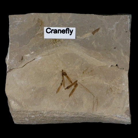 Fossil Crane Flies Mortality Plate Insect Green River FM Uintah County UT Eocene Age - Fossil Age Minerals