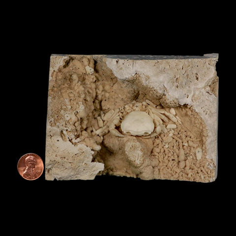 2.2" Potaman Sp Fossil Freshwater Crab In Travertine Denizli Basin Southwest Turkey
