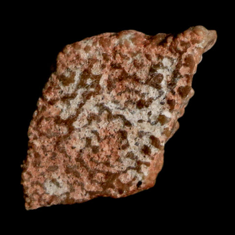 0.5" Megaloolithus Titanosaur Dinosaur Fossil Egg Shell Bouches Du Rhone France Display