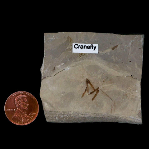 Fossil Crane Flies Mortality Plate Insect Green River FM Uintah County UT Eocene Age - Fossil Age Minerals