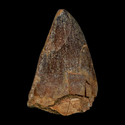 XL 2" Mosasaur Prognathodon Fossil Tooth Cretaceous Dinosaur Era COA Stand