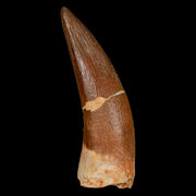 XL 2.1" Plesiosaur Zarafasaura Tooth Fossil Cretaceous Dinosaur Era COA, Stand