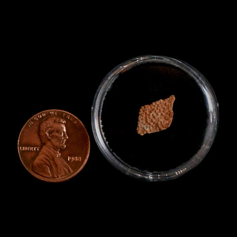 0.5" Megaloolithus Titanosaur Dinosaur Fossil Egg Shell Bouches Du Rhone France Display