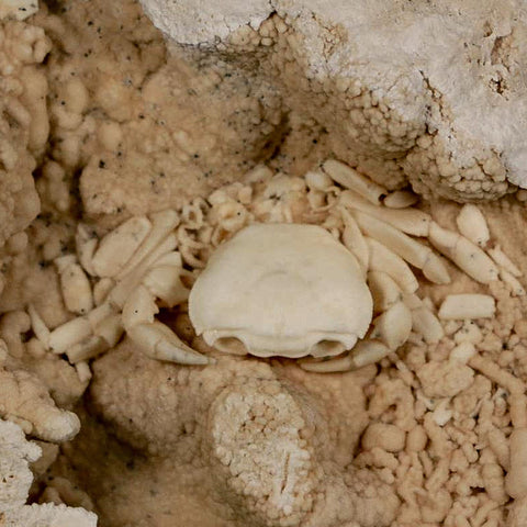 2.2" Potaman Sp Fossil Freshwater Crab In Travertine Denizli Basin Southwest Turkey