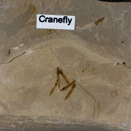 Fossil Crane Flies Mortality Plate Insect Green River FM Uintah County UT Eocene Age