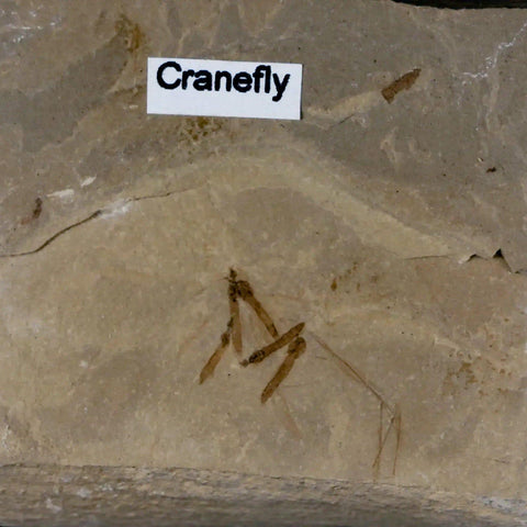 Fossil Crane Flies Mortality Plate Insect Green River FM Uintah County UT Eocene Age - Fossil Age Minerals