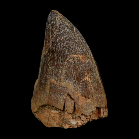 XL 2" Mosasaur Prognathodon Fossil Tooth Cretaceous Dinosaur Era COA Stand