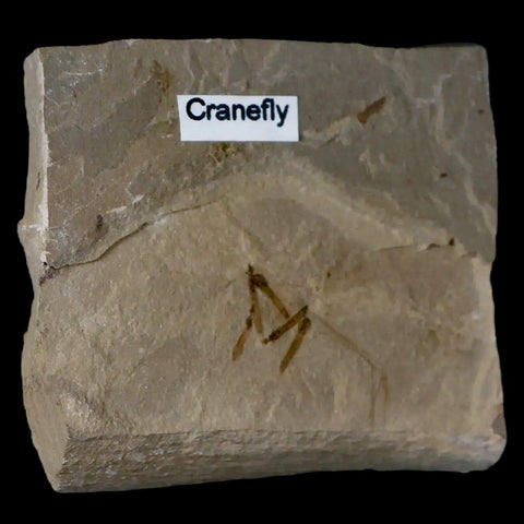 Fossil Crane Flies Mortality Plate Insect Green River FM Uintah County UT Eocene Age - Fossil Age Minerals