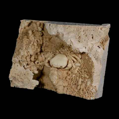 2.2" Potaman Sp Fossil Freshwater Crab In Travertine Denizli Basin Southwest Turkey